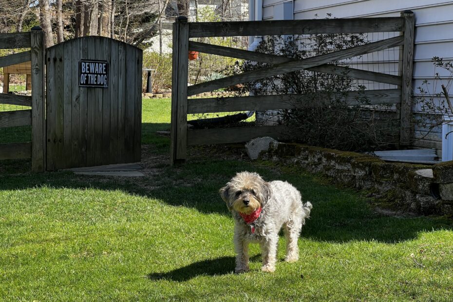 a very gentle looking dog stands in front of a fence with a sign which reads "beware of dog"